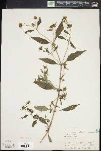 Bidens connata image