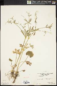 Ranunculus allegheniensis image