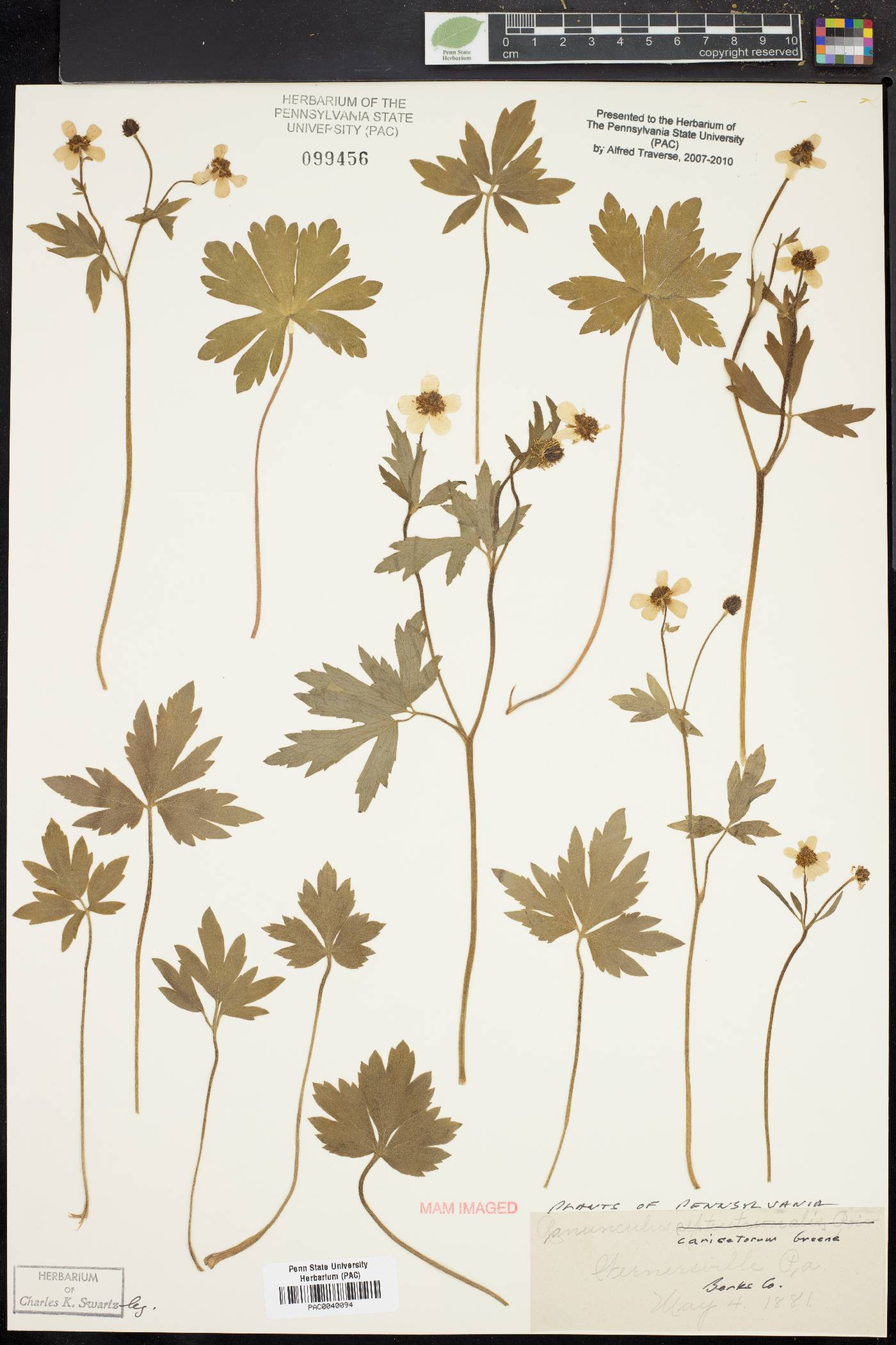 Ranunculus caricetorum image