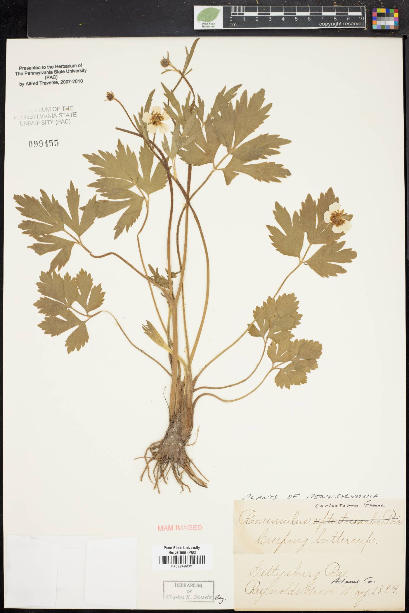 Ranunculus caricetorum image