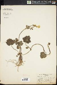 Ranunculus repens image