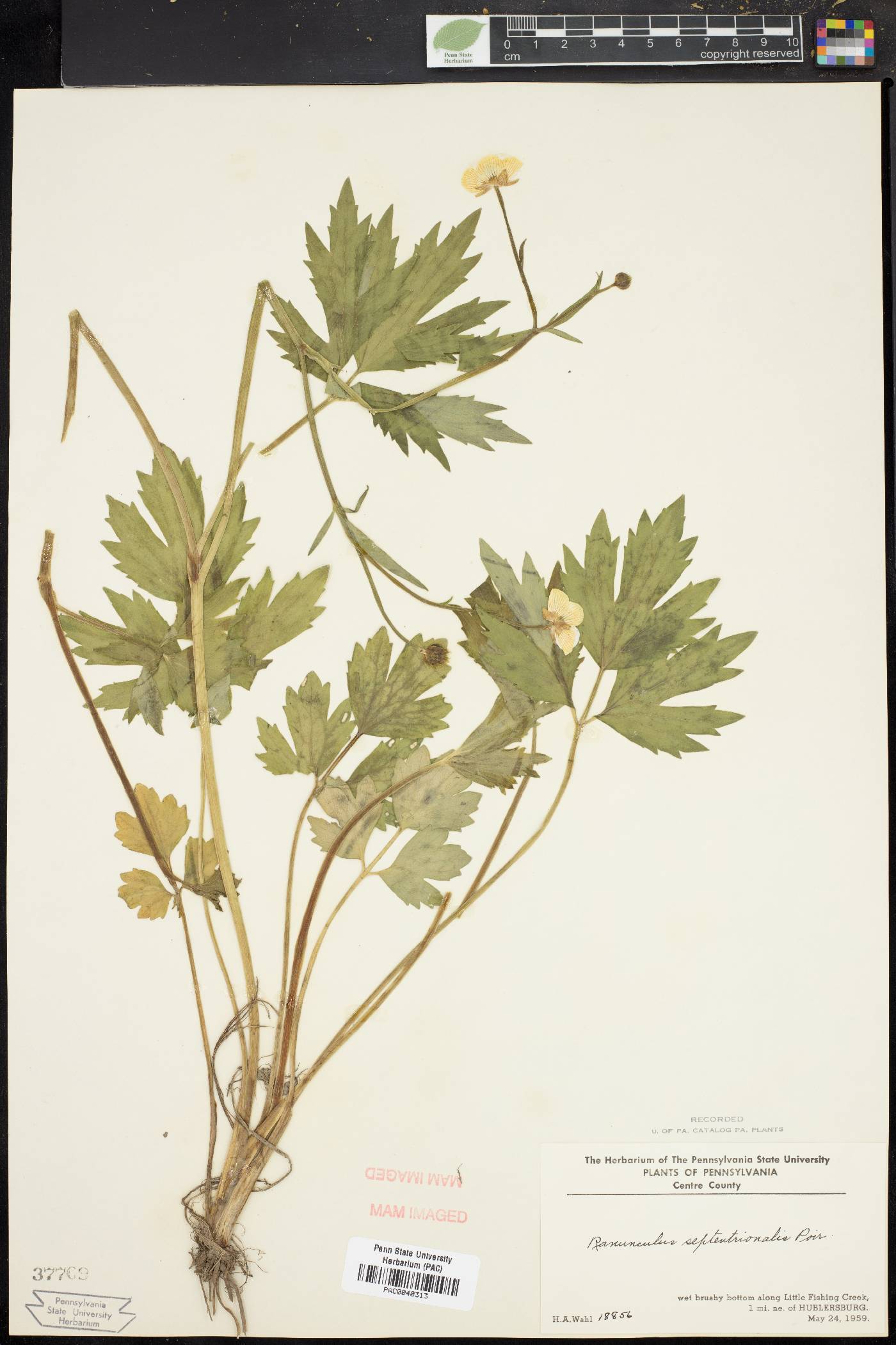 Ranunculus septentrionalis image