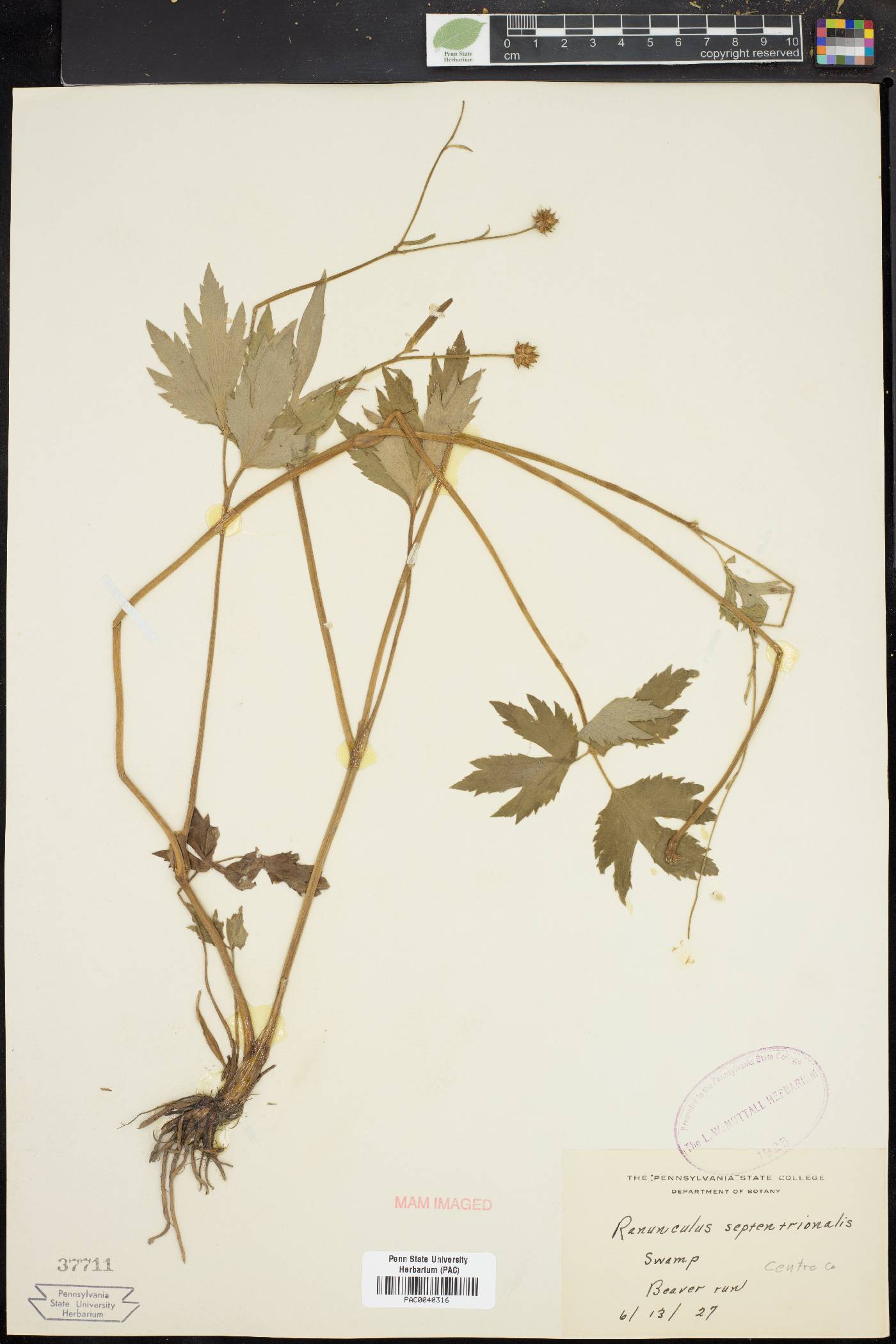 Ranunculus septentrionalis image