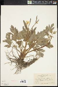 Ranunculus septentrionalis image