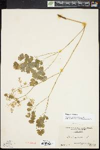 Thalictrum dioicum image