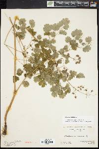 Thalictrum dioicum image