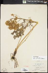 Thalictrum dioicum image