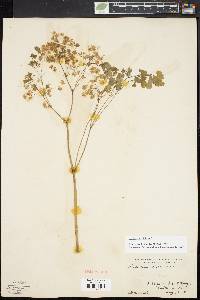 Thalictrum dioicum image