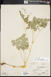 Thalictrum dioicum image