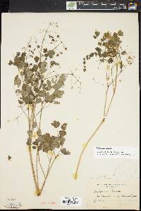 Thalictrum dioicum image