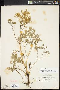 Thalictrum dioicum image