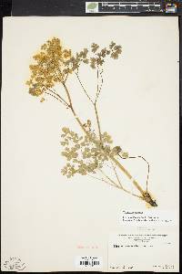 Thalictrum dioicum image