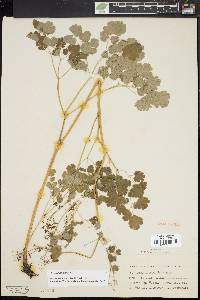 Thalictrum dioicum image