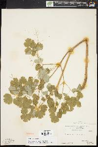 Thalictrum dioicum image