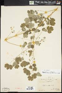 Thalictrum dioicum image