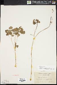 Thalictrum dioicum image