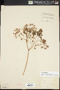 Thalictrum dioicum image