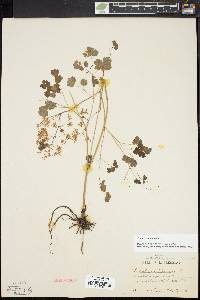 Thalictrum dioicum image