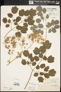 Thalictrum pubescens image