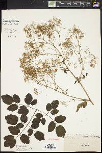 Thalictrum pubescens image