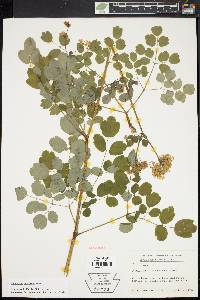 Thalictrum pubescens image