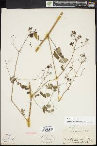 Thalictrum pubescens image