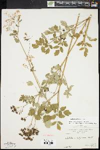 Thalictrum pubescens image