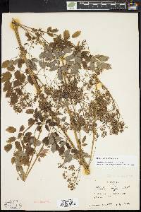 Thalictrum pubescens image