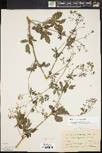 Thalictrum pubescens image