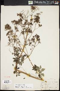 Thalictrum pubescens image