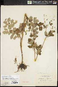 Thalictrum pubescens image