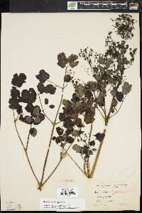 Thalictrum pubescens image