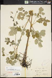 Thalictrum pubescens image