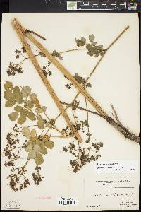 Thalictrum pubescens image