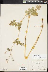 Thalictrum pubescens image