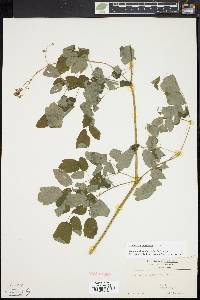 Thalictrum pubescens image