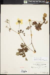 Thalictrum pubescens image