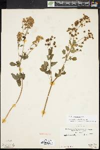 Thalictrum pubescens image