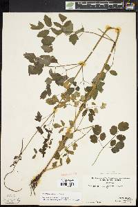 Thalictrum pubescens image