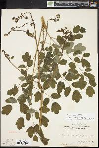 Thalictrum pubescens image