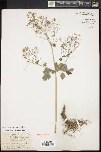 Thalictrum pubescens image