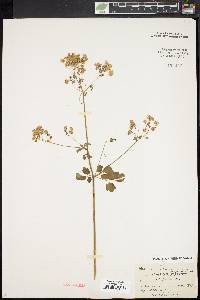 Thalictrum pubescens image