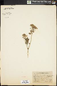 Thalictrum pubescens image