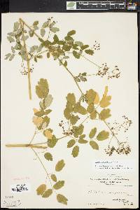 Thalictrum pubescens image