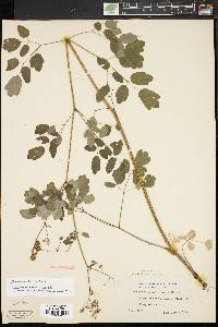 Thalictrum pubescens image