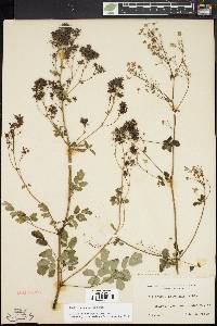 Thalictrum pubescens image