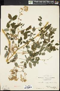 Thalictrum pubescens image