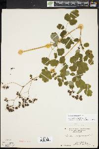 Thalictrum pubescens image