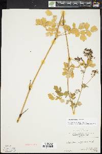 Thalictrum pubescens image