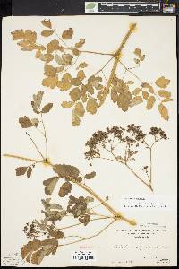 Thalictrum pubescens image